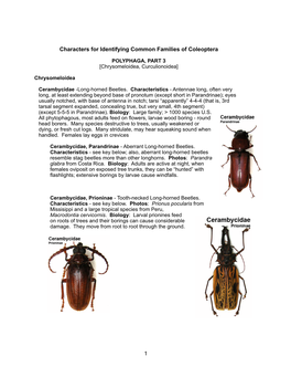 21 Polyphaga III.Pages
