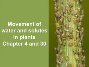 Movement of Water and Solutes in Plants Chapter 4 and 30 Movement of Water
