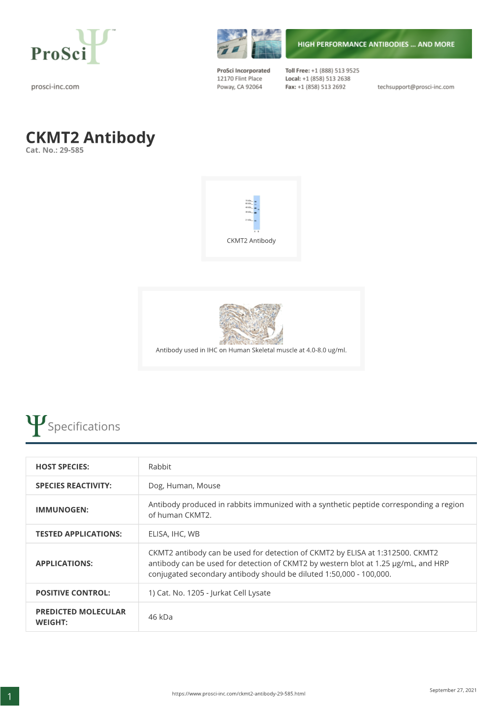 CKMT2 Antibody Cat