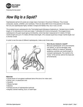 How Big Is a Squid?