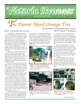 He Parent Navel Orange Tree T a Brief History of a Remarkable Tree, Continued