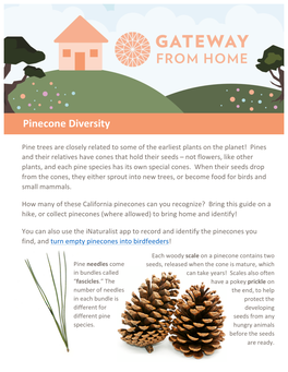 Pinecone Diversity (PDF)