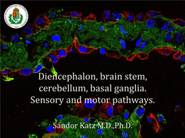 Diencephalon, Brain Stem, Cerebellum, Basal Ganglia. Sensory and Motor Pathways