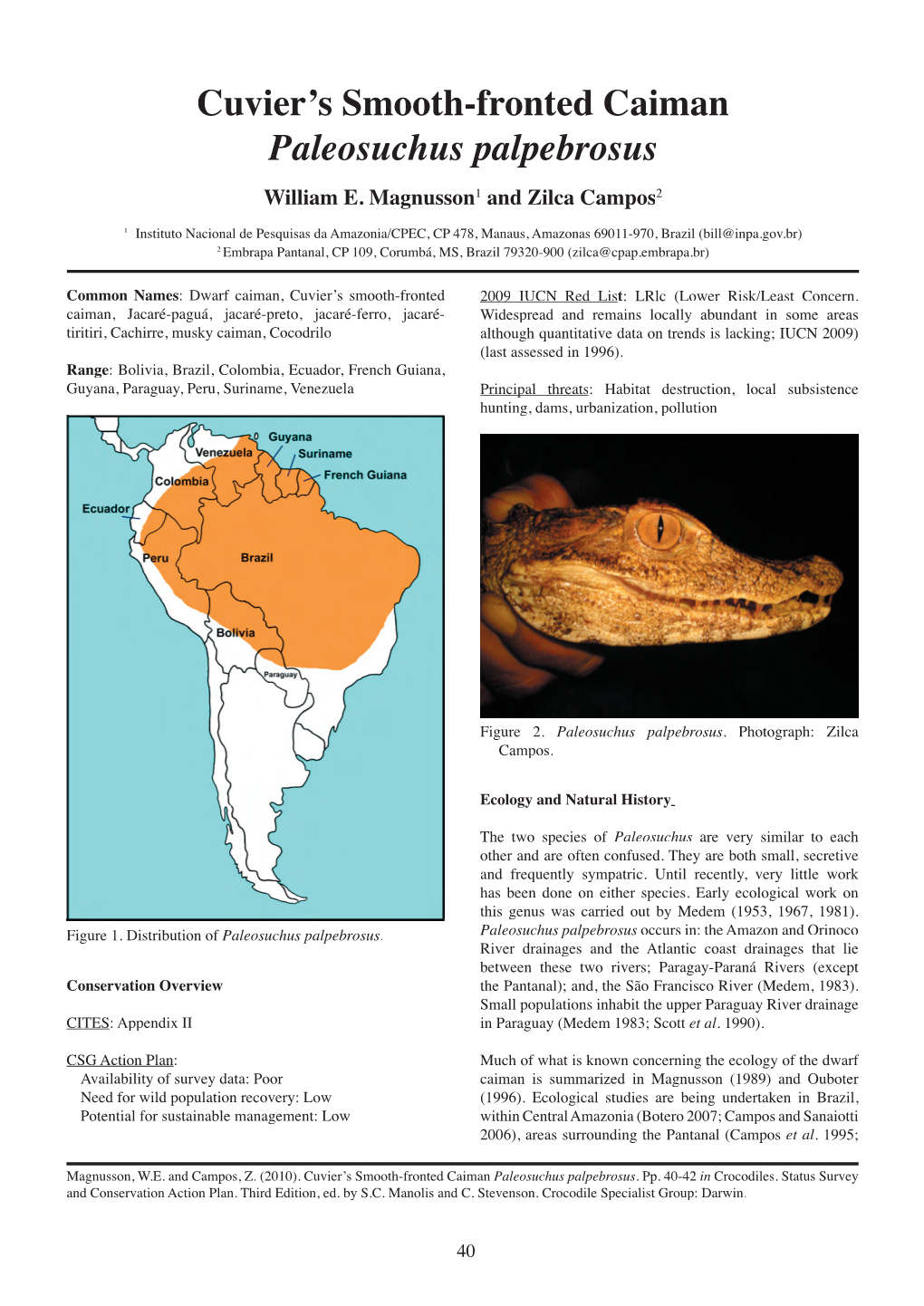 Cuvier's Smooth-Fronted Caiman Paleosuchus Palpebrosus