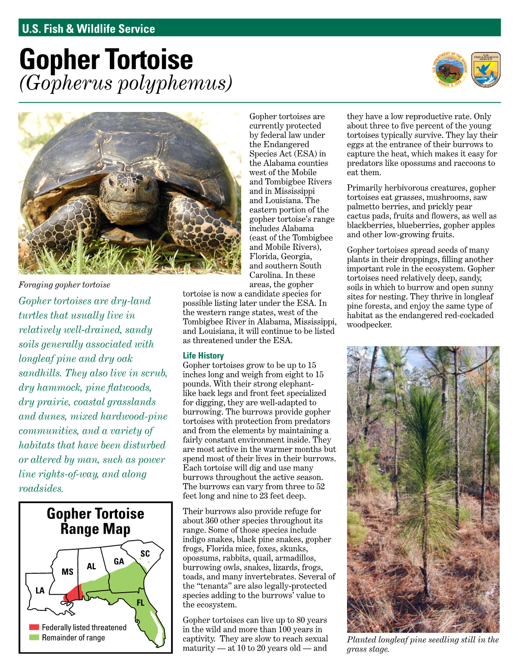 Gopher Tortoise (Gopherus Polyphemus)