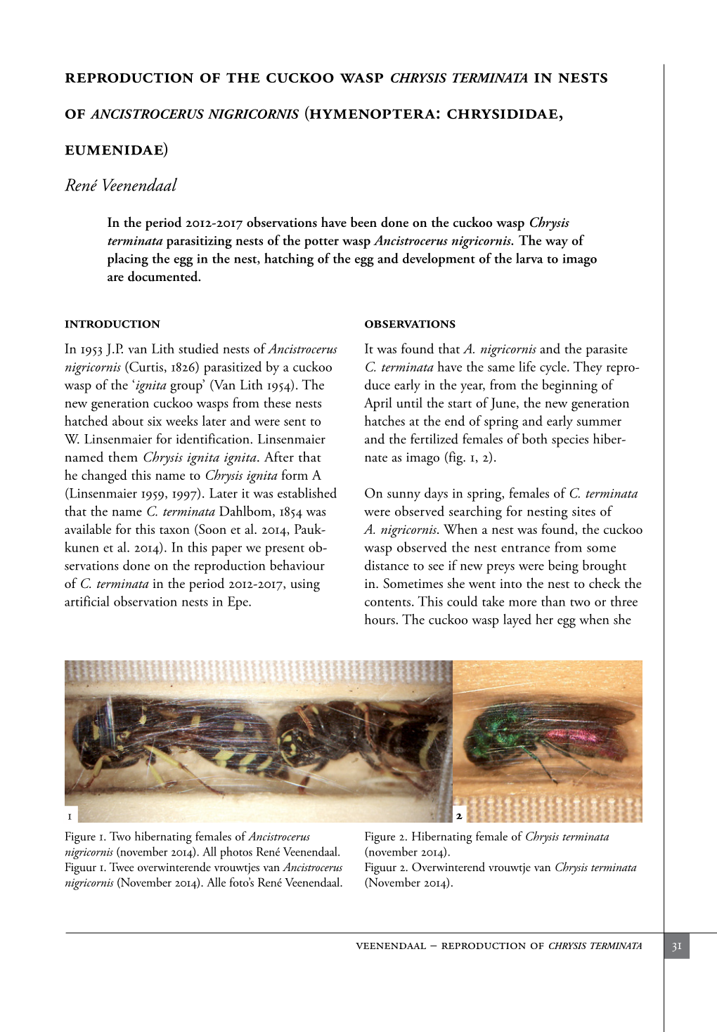 Reproduction of the Cuckoo Wasp Chrysis Terminata in Nests of Ancistrocerus Nigricornis (Hymenoptera: Chrysididae, Eumenidae)