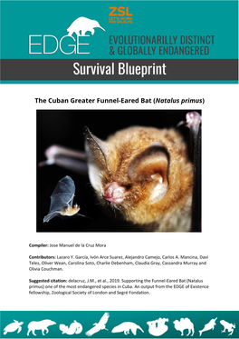 The Cuban Greater Funnel-Eared Bat (Natalus Primus)