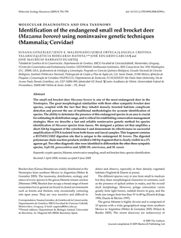 Identification of the Endangered Small Red Brocket Deer (Mazama Bororo) Using Noninvasive Genetic Techniques (Mammalia; Cervidae)