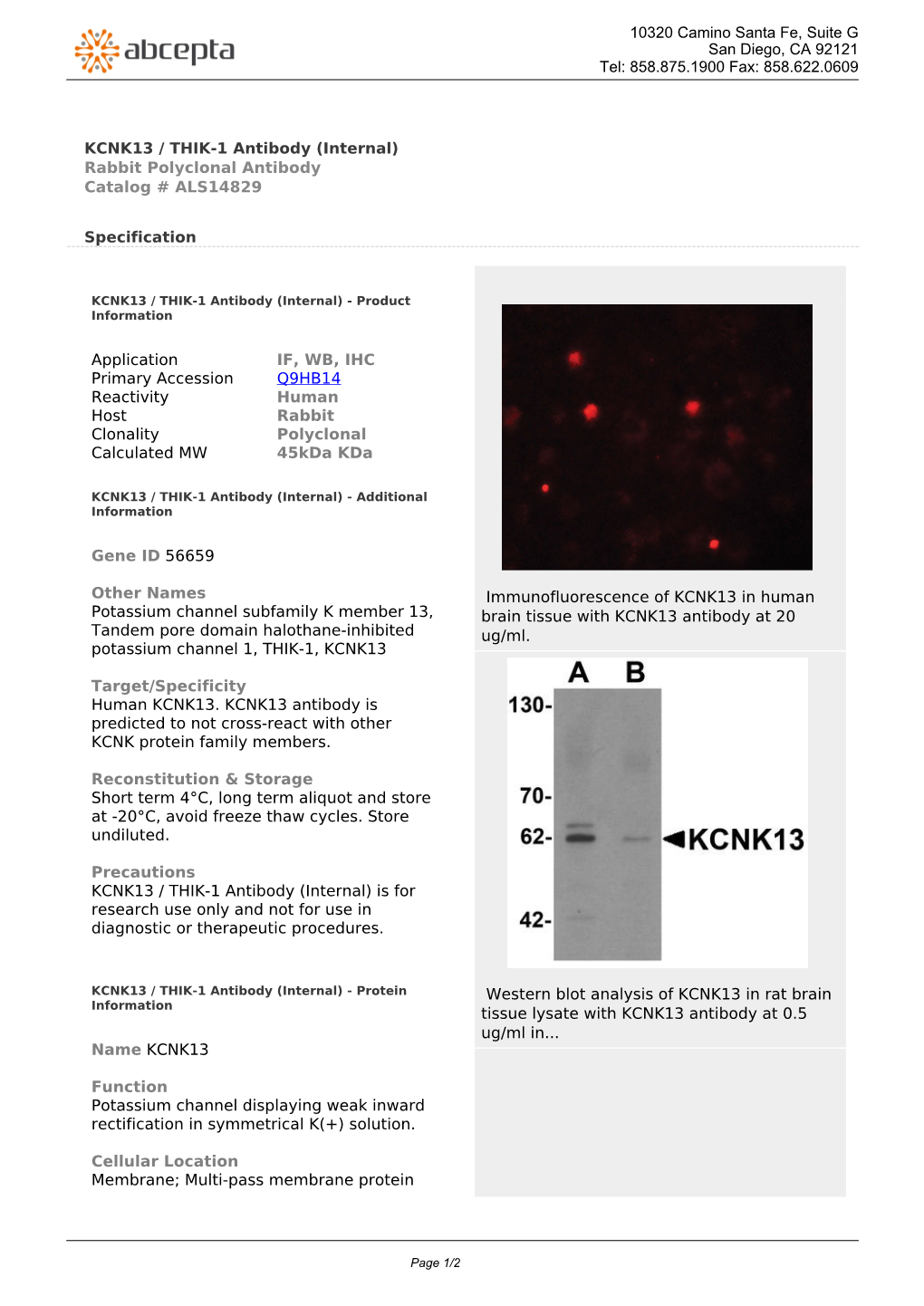 KCNK13 / THIK-1 Antibody (Internal) Rabbit Polyclonal Antibody Catalog # ALS14829