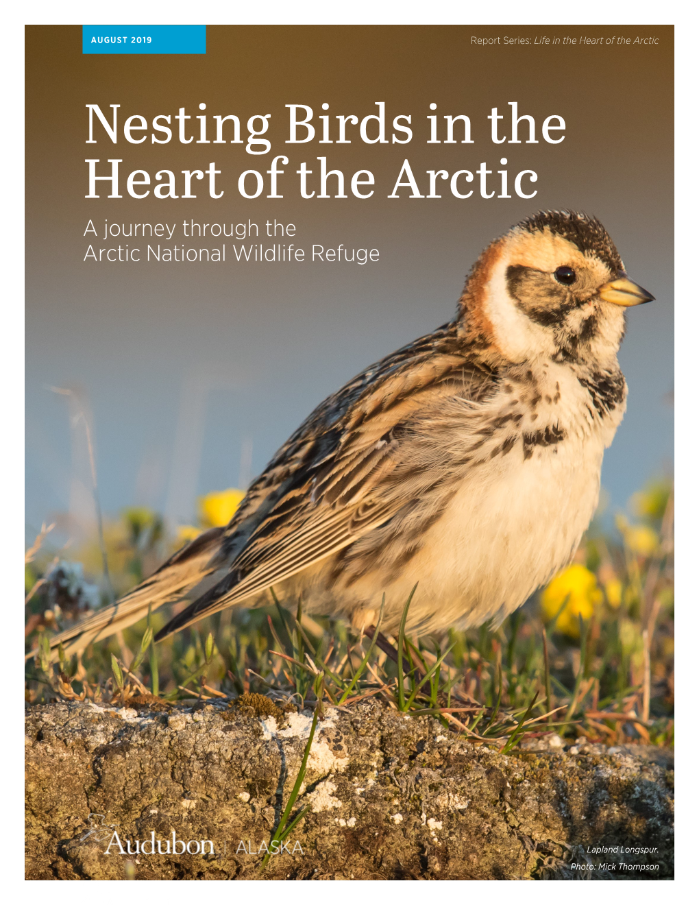 Nesting Birds in the Heart of the Arctic