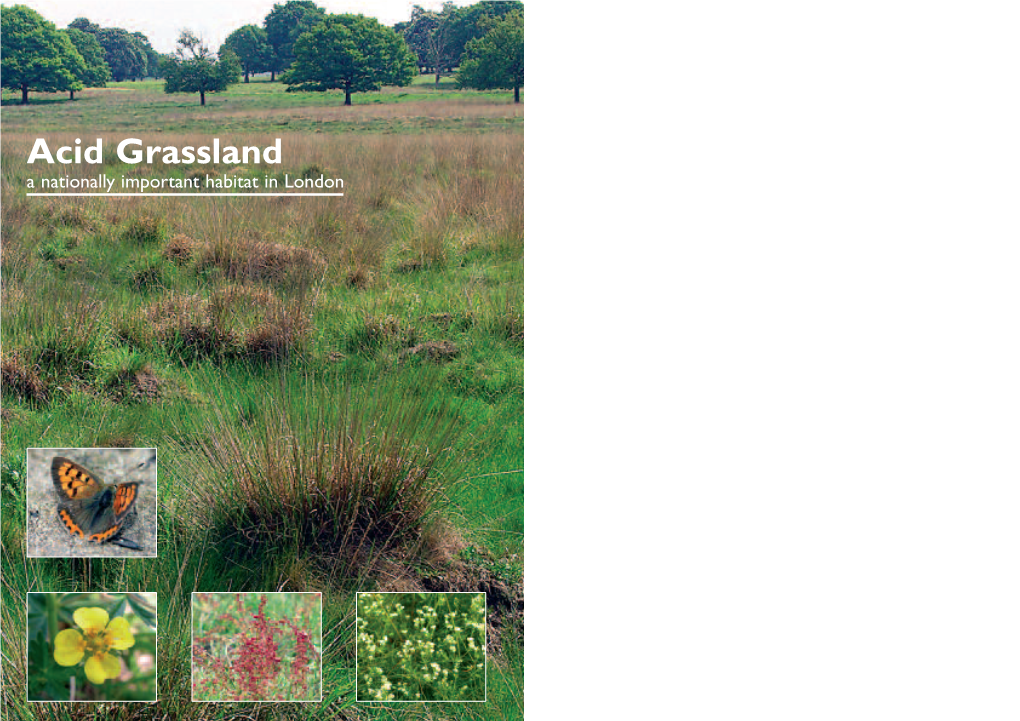 Acid Grassland