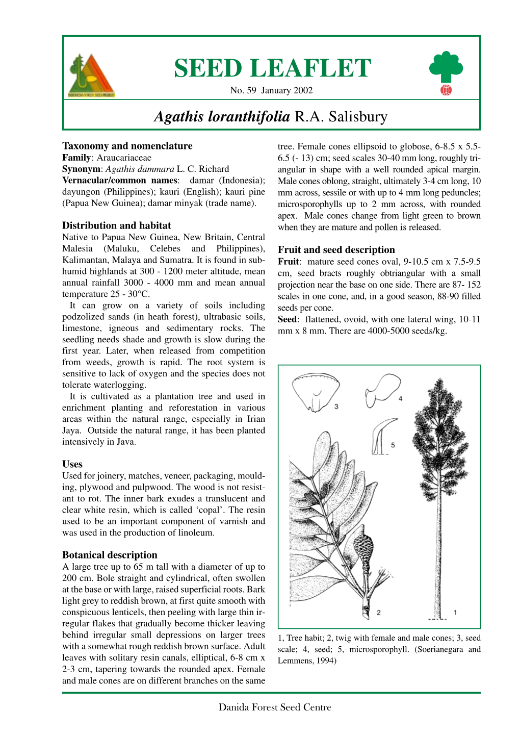 Agathis Loranthifolia R.A