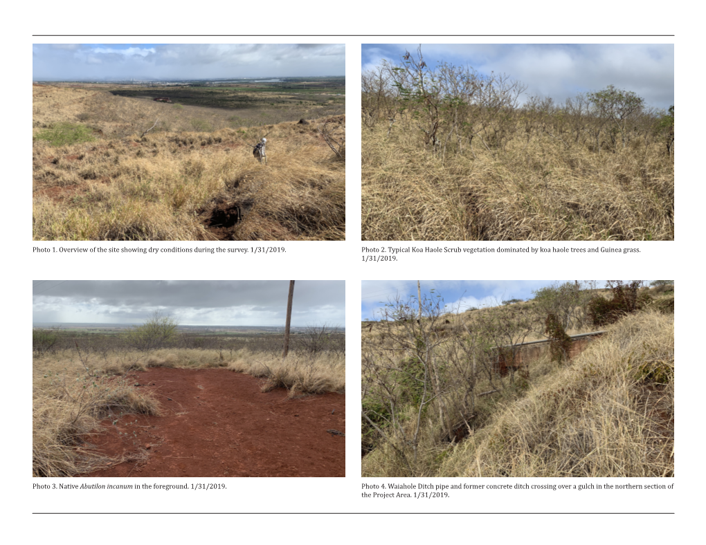 Photo 1. Overview of the Site Showing Dry Conditions During the Survey. 1/31/2019