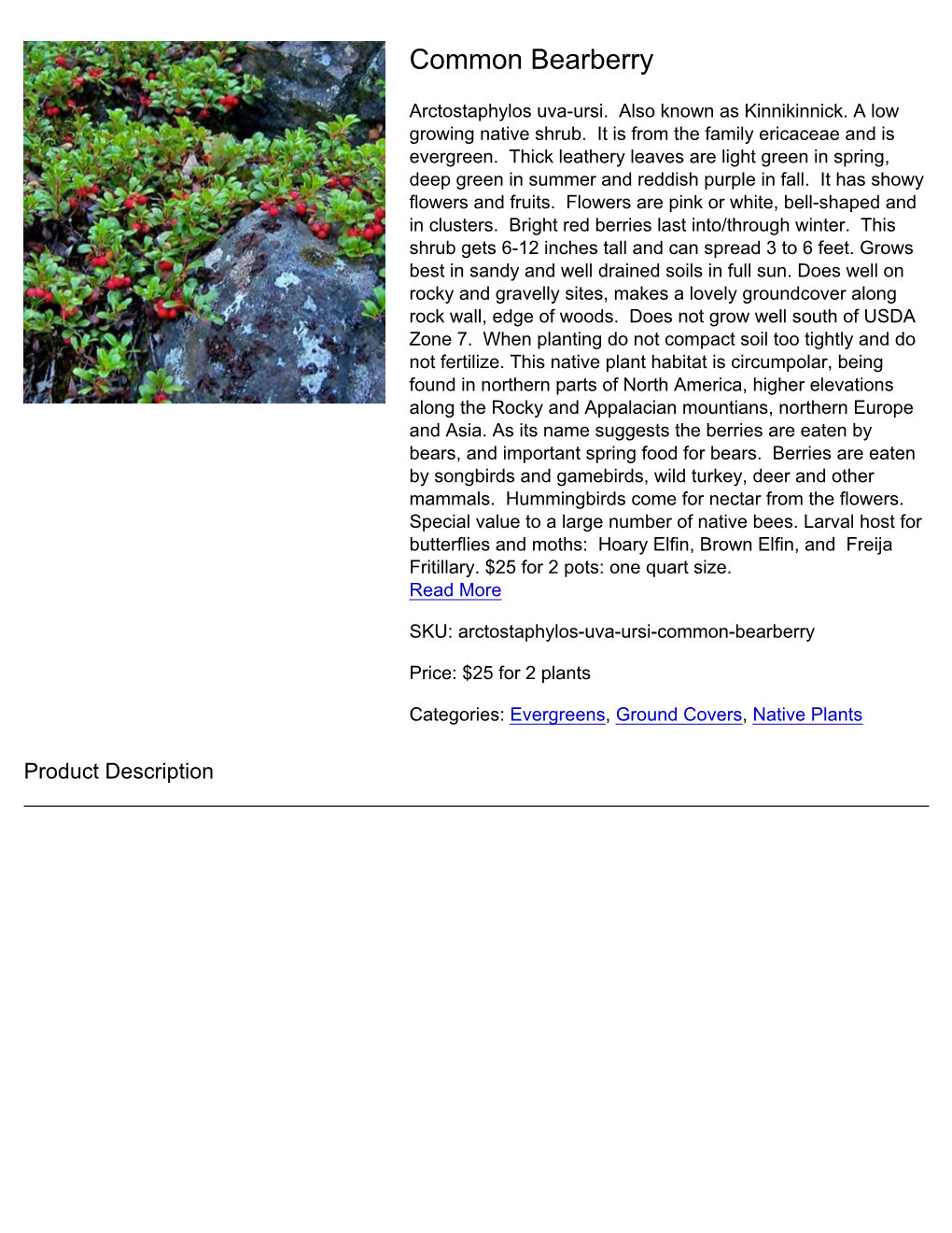 Common Bearberry