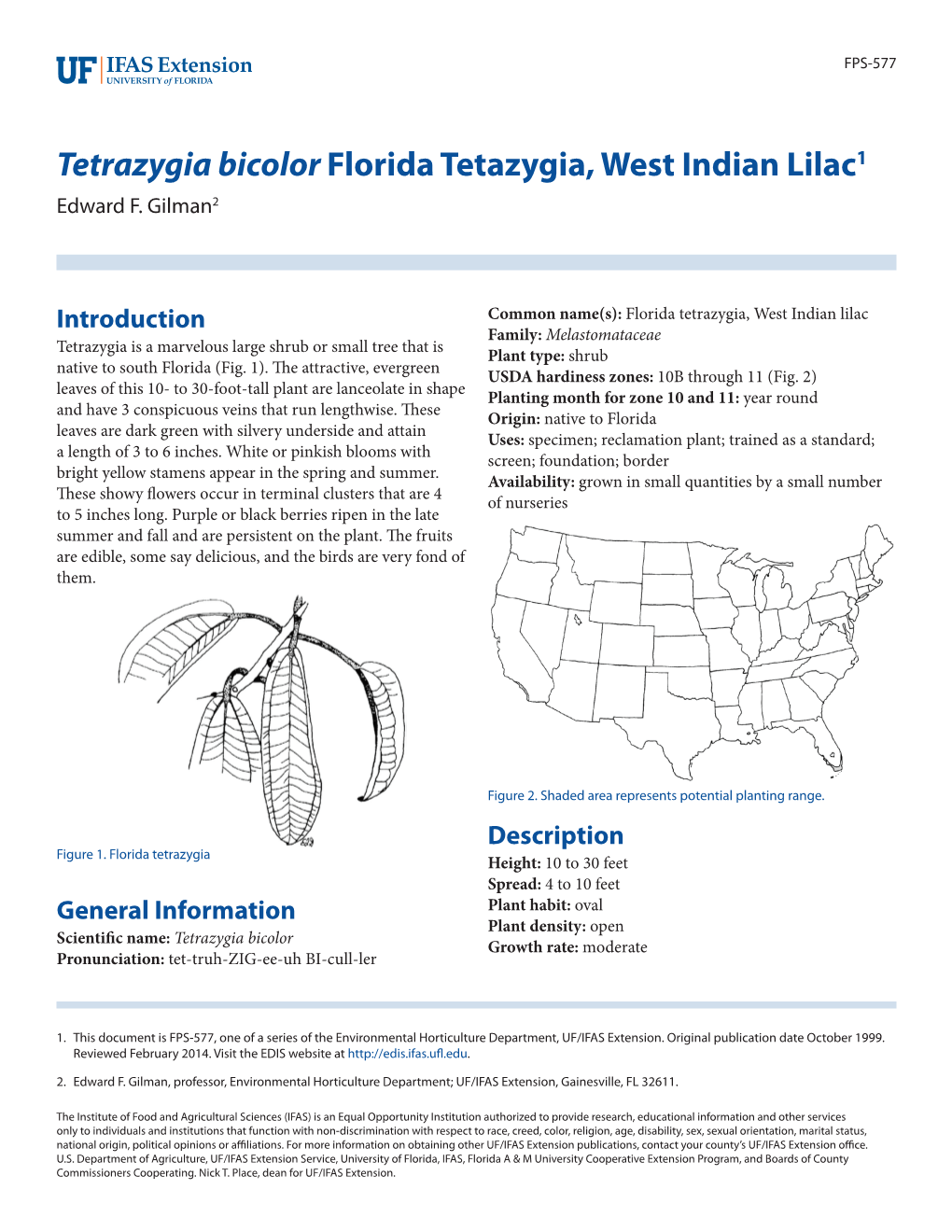 Tetrazygia Bicolor Florida Tetazygia, West Indian Lilac1 Edward F