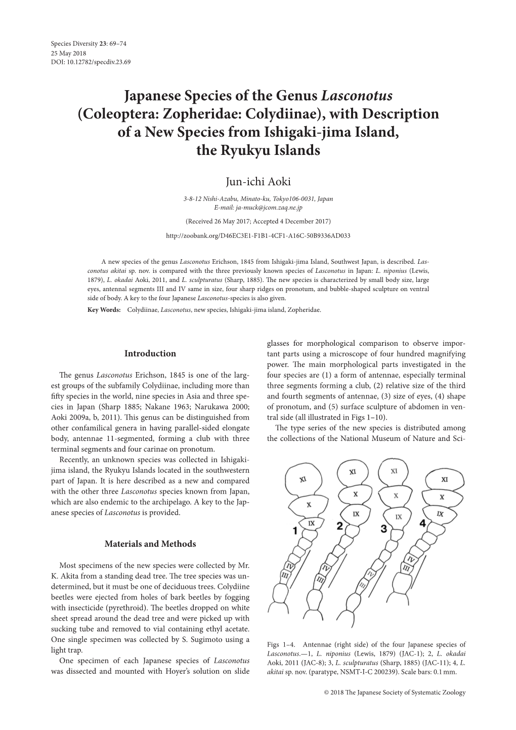 Japanese Species of the Genus Lasconotus (Coleoptera: Zopheridae: Colydiinae), with Description of a New Species from Ishigaki-Jima Island, the Ryukyu Islands