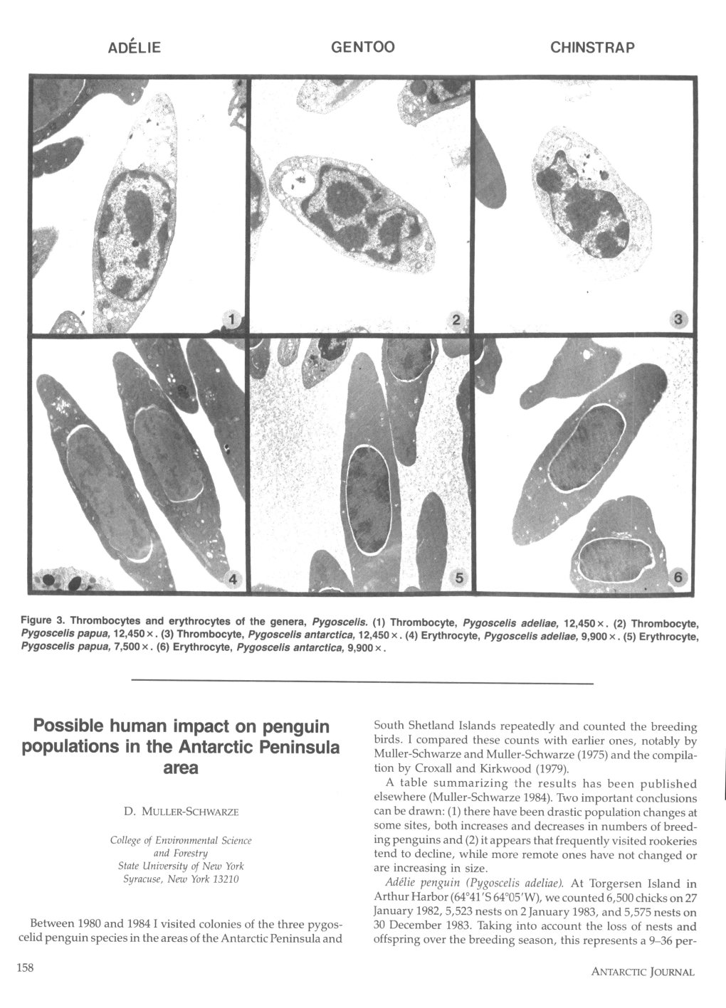 Possible Human Impact on Penguin Populations in the Antarctic