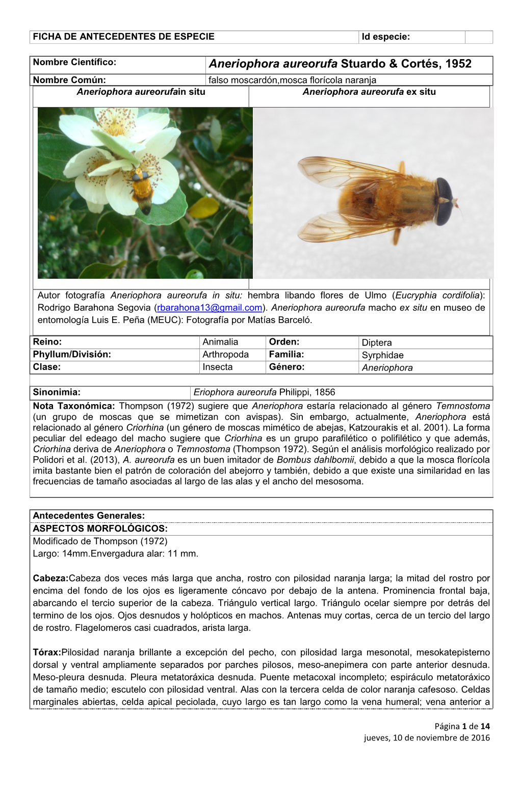 Aneriophora Aureorufa Stuardo & Cortés, 1952 Nombre Común: Falso Moscardón,Mosca Florícola Naranja Aneriophora Aureorufa in Situ Aneriophora Aureorufa Ex Situ