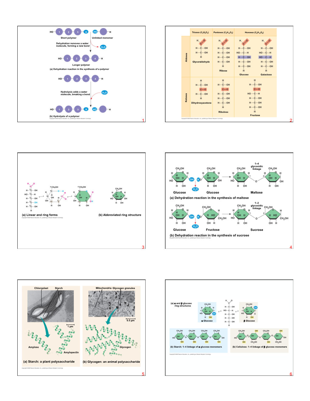 Ch.05The Structure and Function of Large Biological Molecules