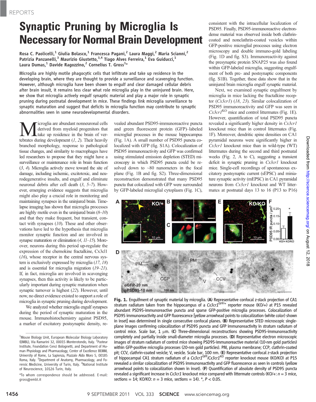 Synaptic Pruning by Microglia Is Necessary for Normal Brain Development Rosa C