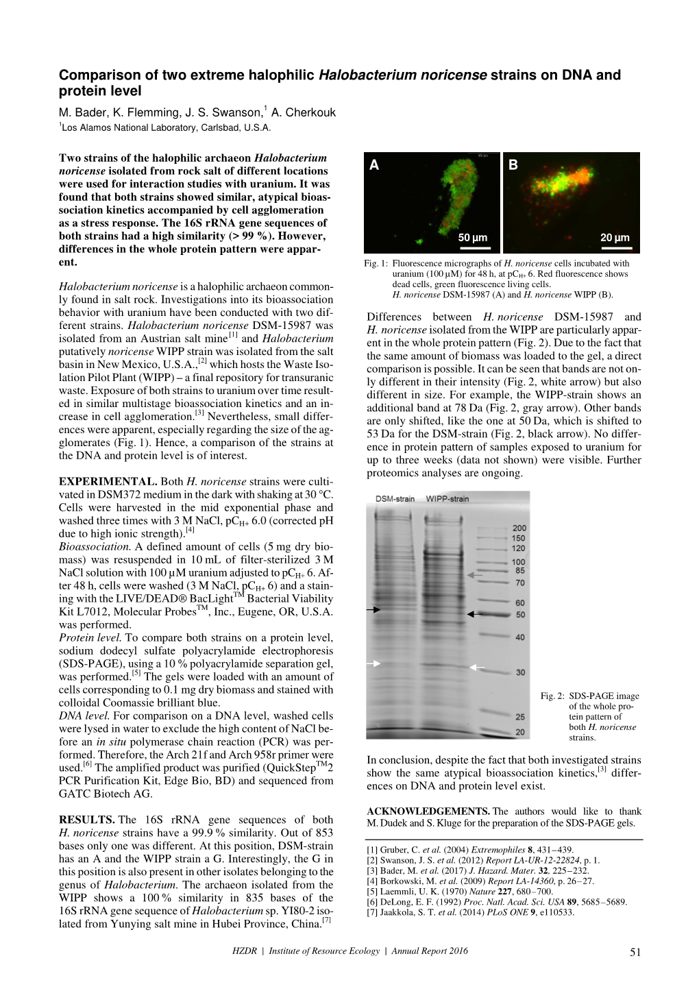 Comparison of Two Extreme Halophilic Halobacterium Noricense Strains on DNA and Protein Level M