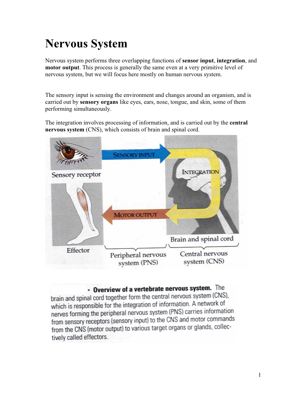 Nervous System