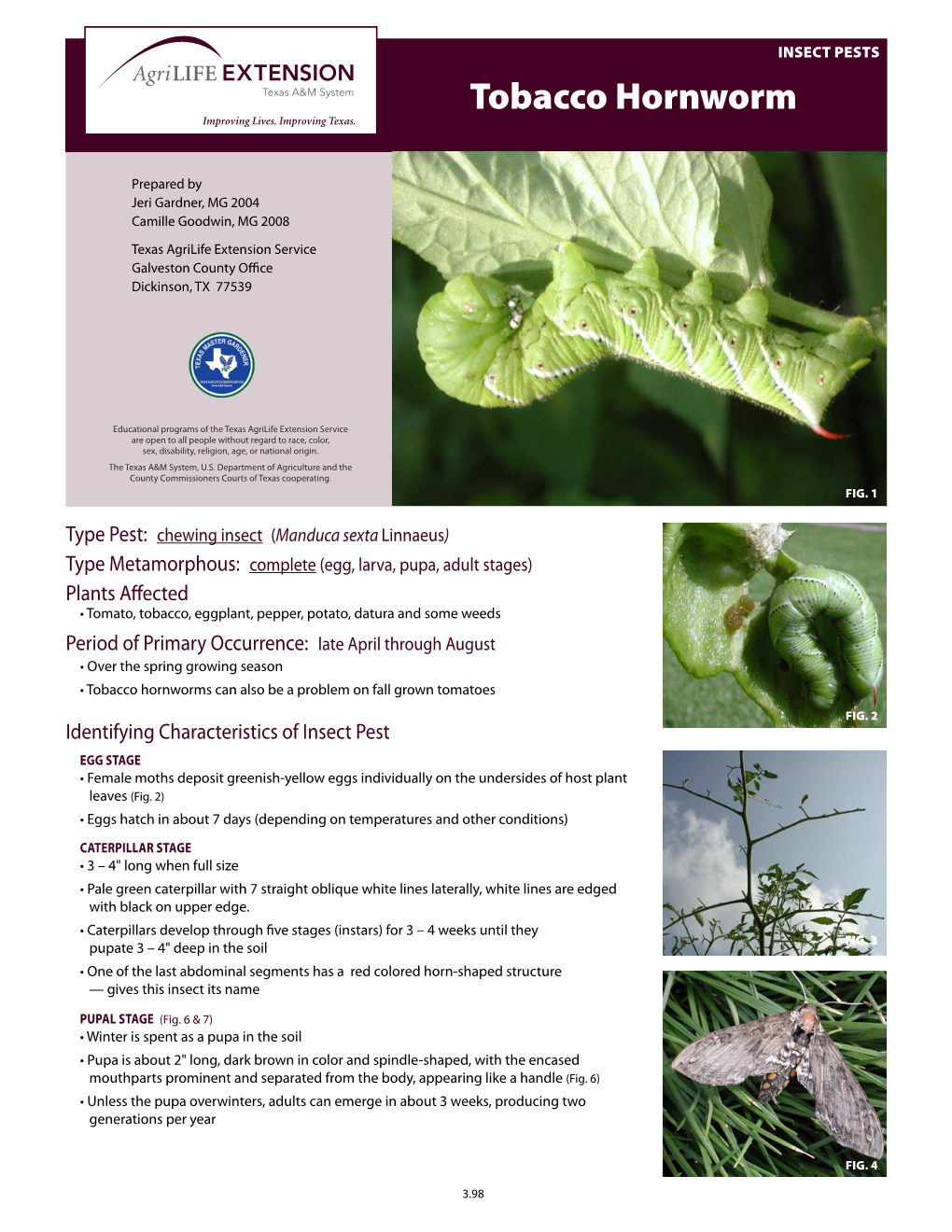 Tobacco Hornworm