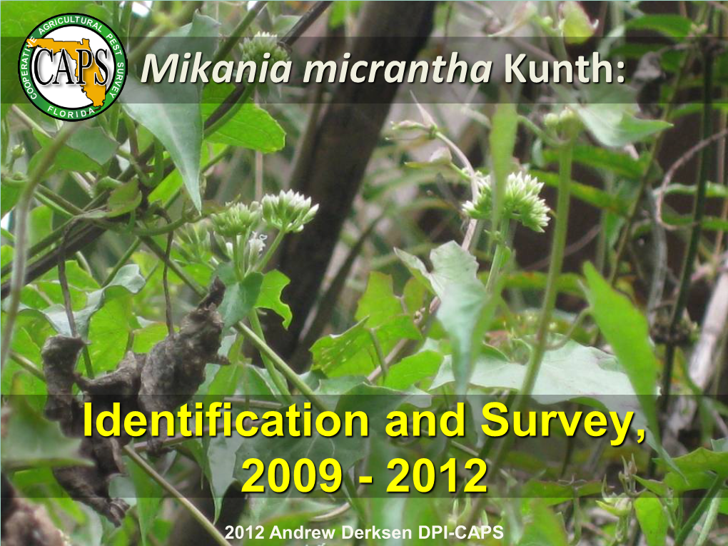 Mikania Micrantha Kunth