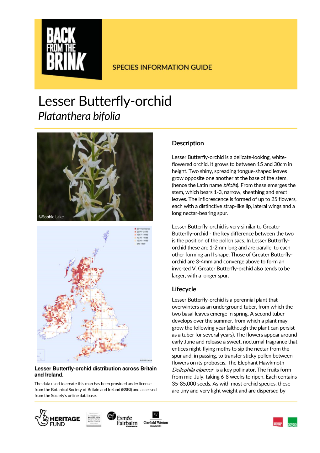 Lesser Butterfly-Orchid Platanthera Bifolia