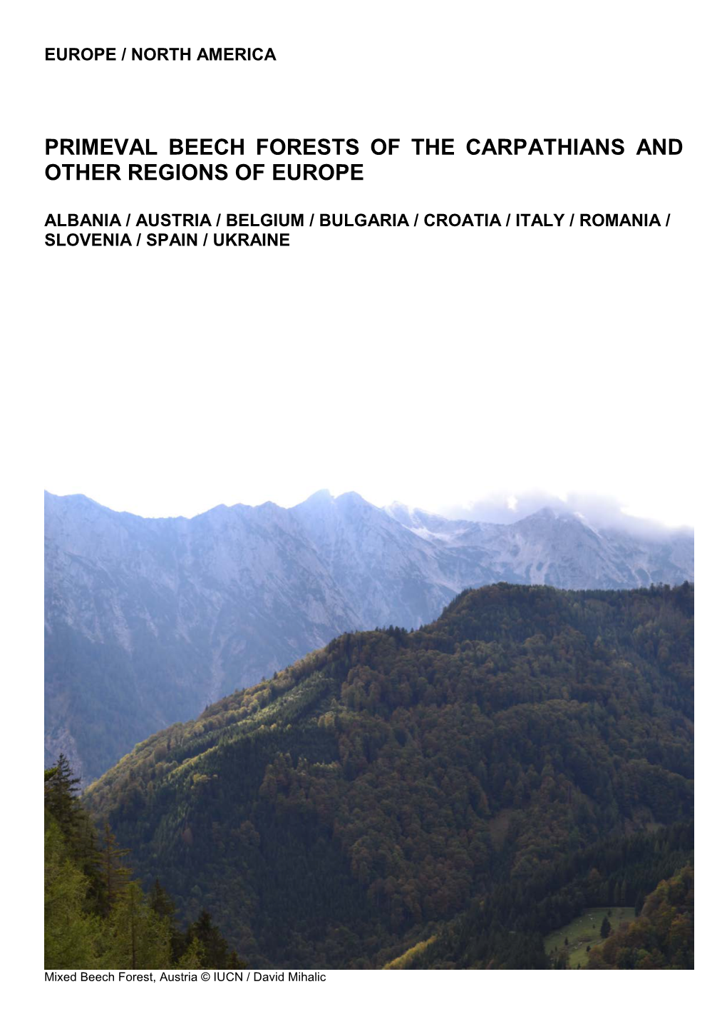 Primeval Beech Forests of the Carpathians and Other Regions of Europe