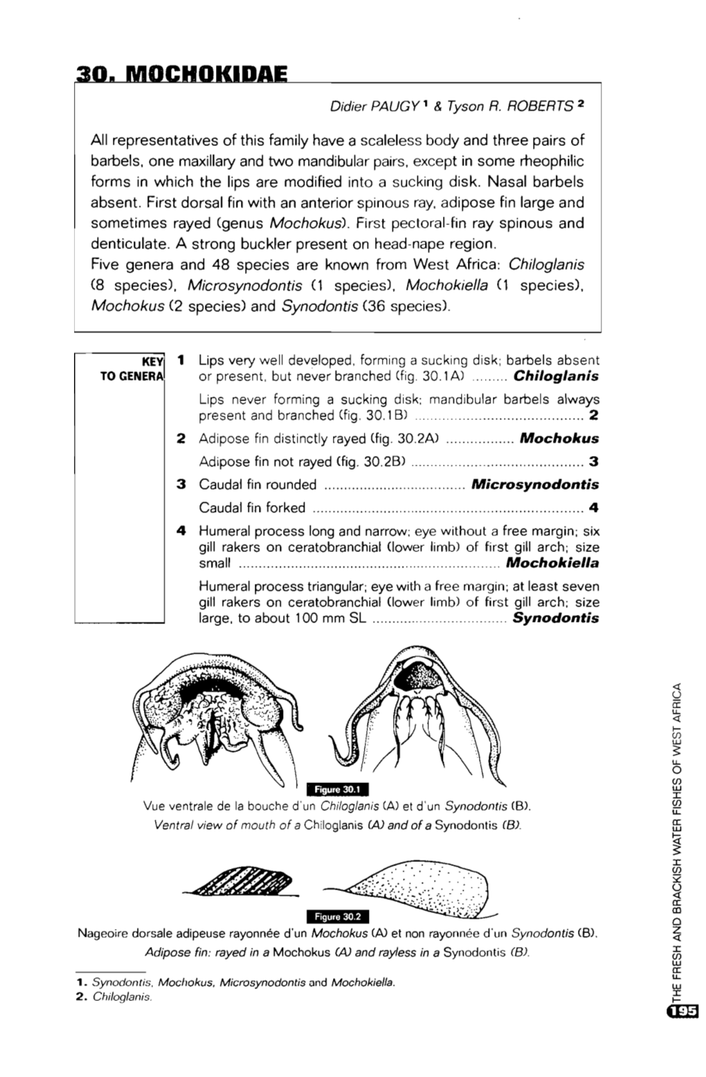 30. Mochokidae = 30. Mochokidae