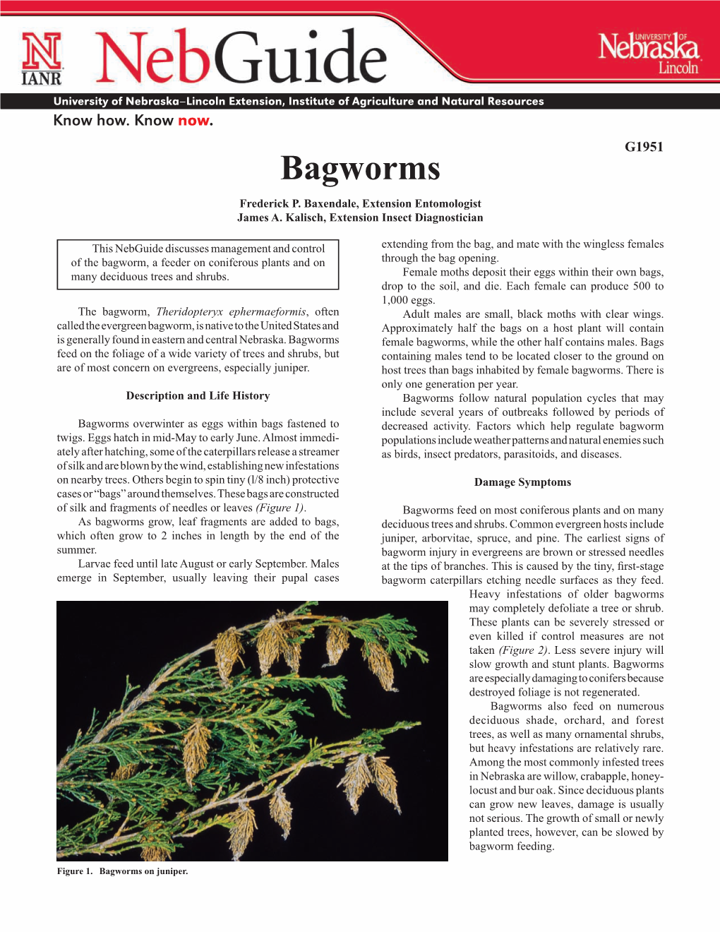 Bagworms Frederick P