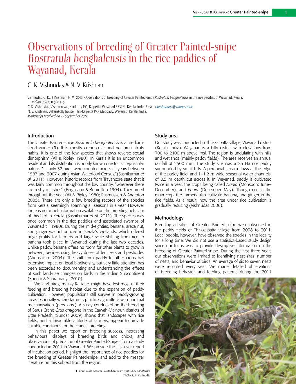 Observations of Breeding of Greater Painted-Snipe Rostratula Benghalensis in the Rice Paddies of Wayanad, Kerala C