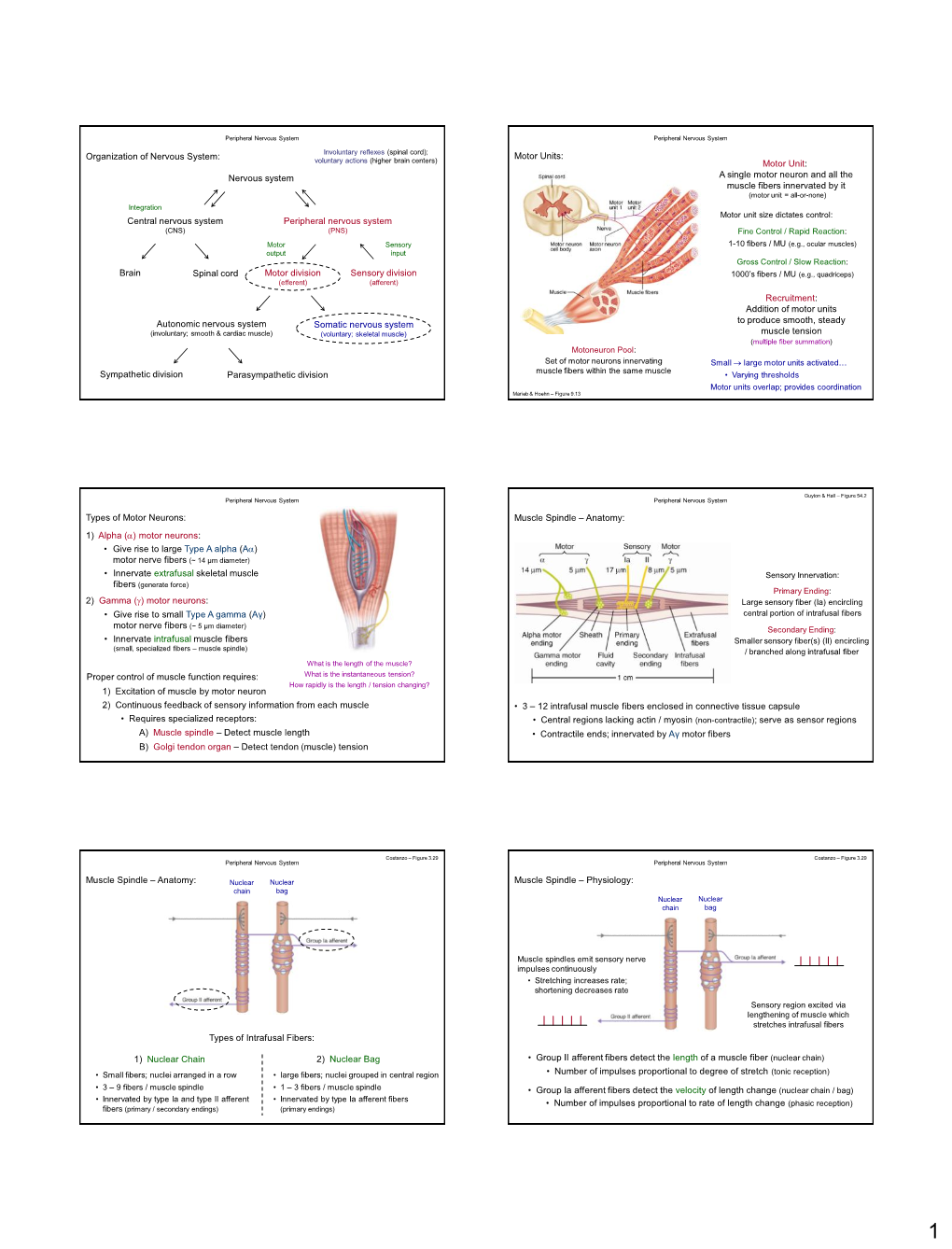 Nervous System Central Nervous System Peripheral Nervous System