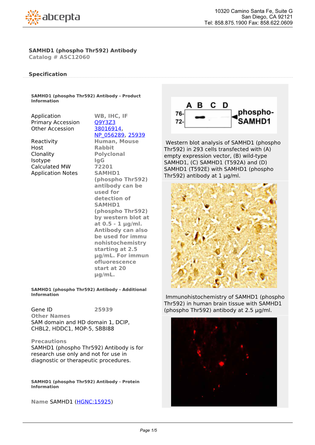 SAMHD1 (Phospho Thr592) Antibody Catalog # ASC12060