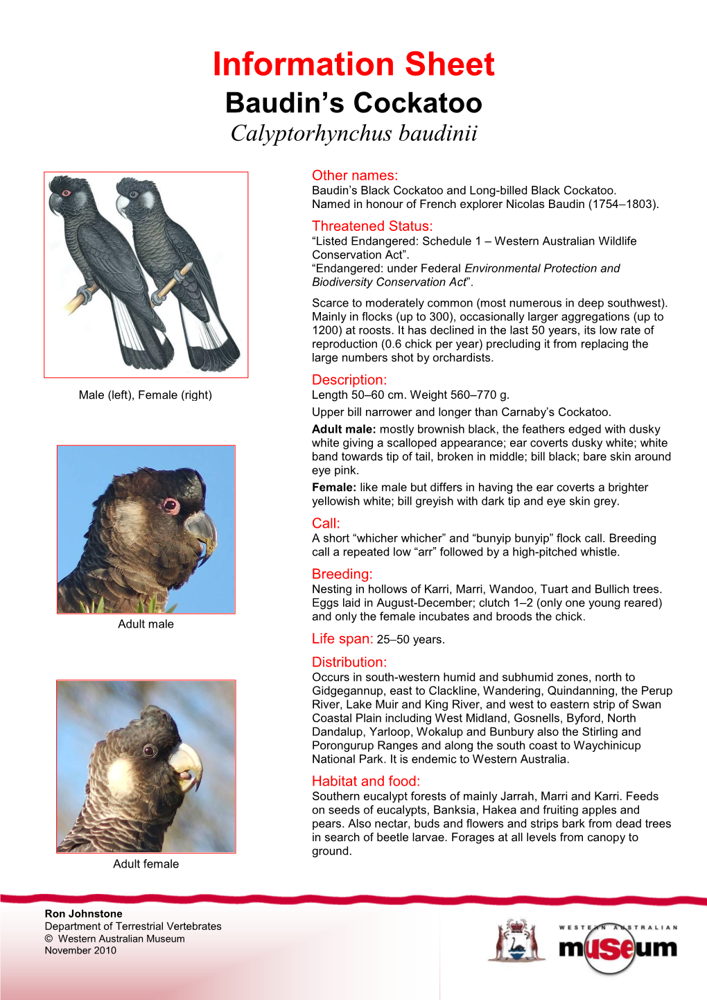 Information Sheet Baudin's Cockatoo Calyptorhynchus Baudinii