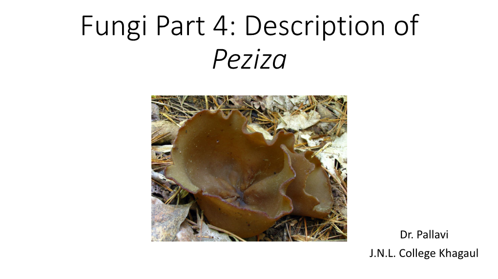 Fungi Part 4: Description of Peziza