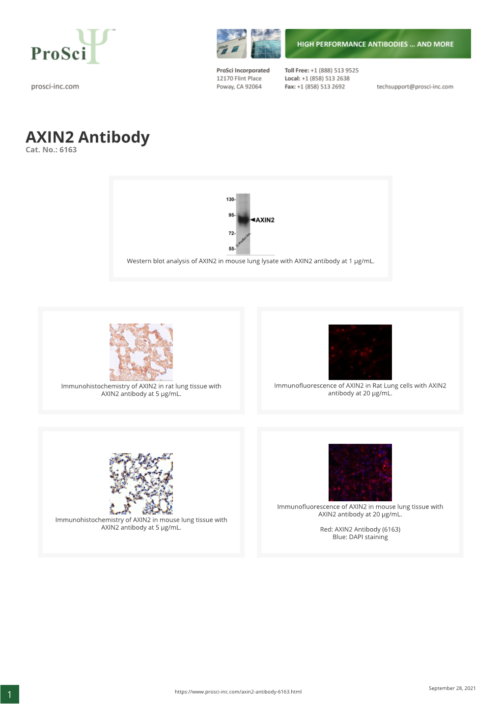 AXIN2 Antibody Cat