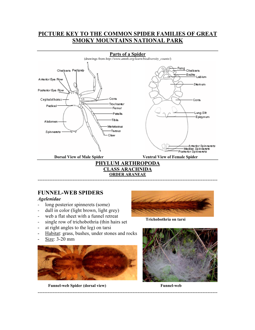 Key to Common Spider Families of Great Smoky