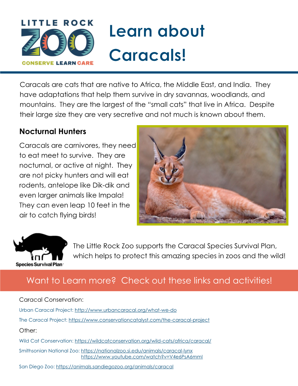 Caracals Are Cats That Are Native to Africa, the Middle East, and India