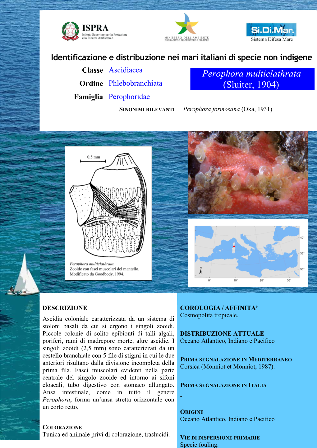 Perophora Multiclathrata Ordine Phlebobranchiata (Sluiter, 1904) Famiglia Perophoridae