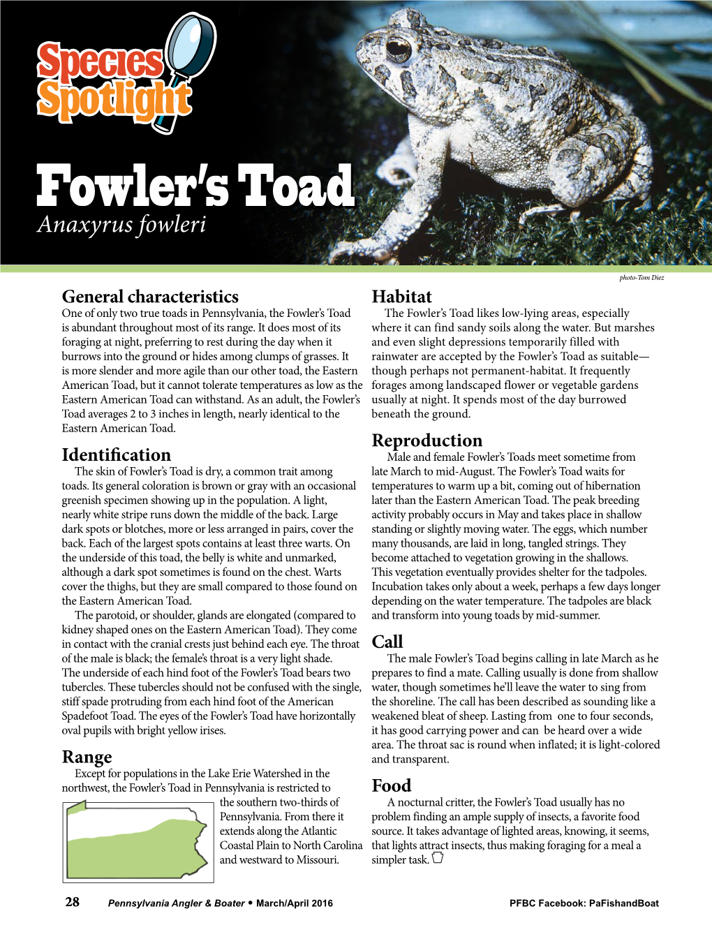 Fowler's Toad