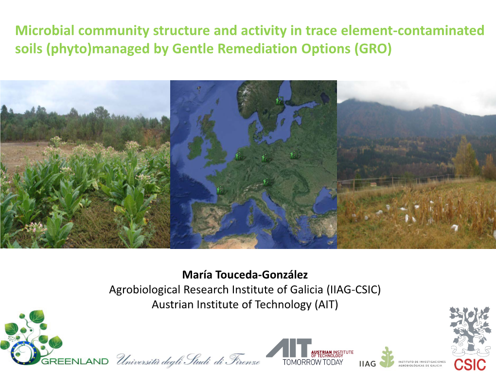 Microbial Community Structure and Activity in Trace Element-Contaminated Soils (Phyto)Managed by Gentle Remediation Options (GRO)