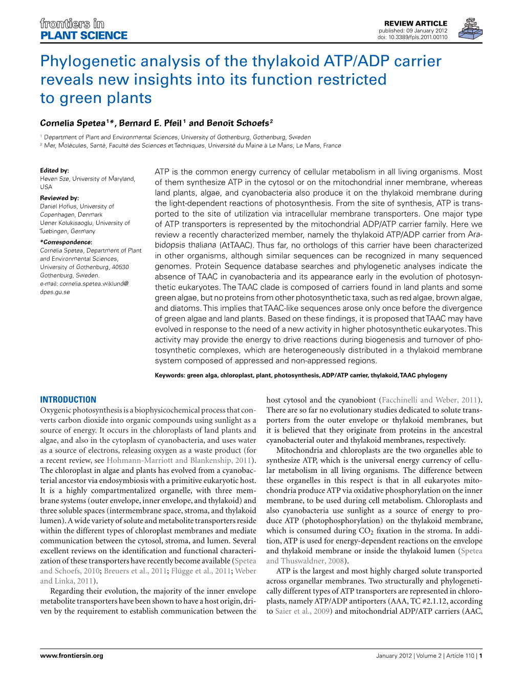 Phylogenetic Analysis of the Thylakoid ATP/ADP Carrier Reveals New Insights Into Its Function Restricted to Green Plants