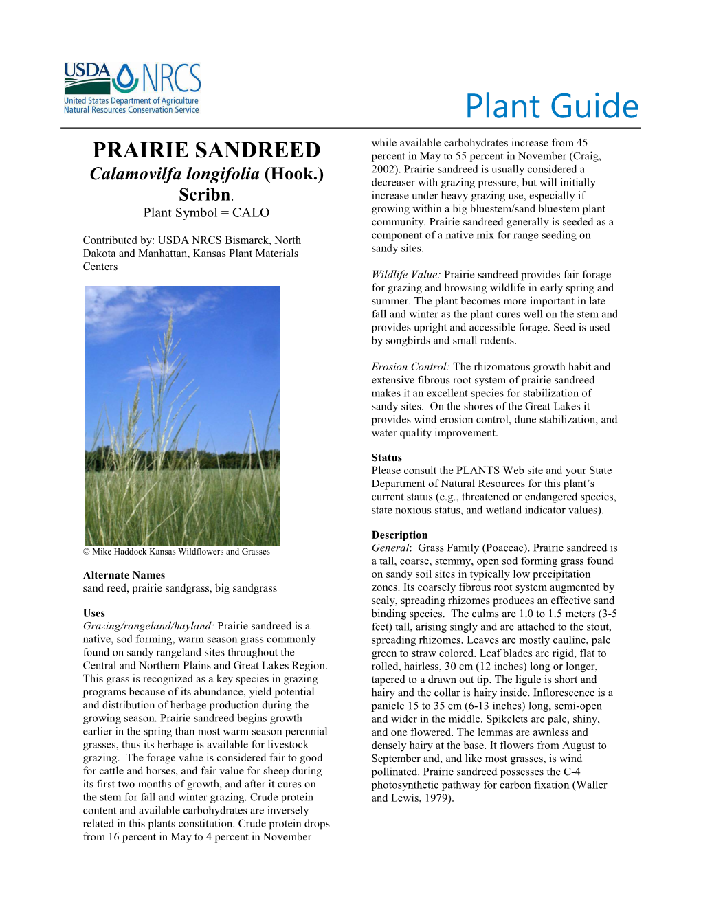 Prairie Sandreed Plant Guide