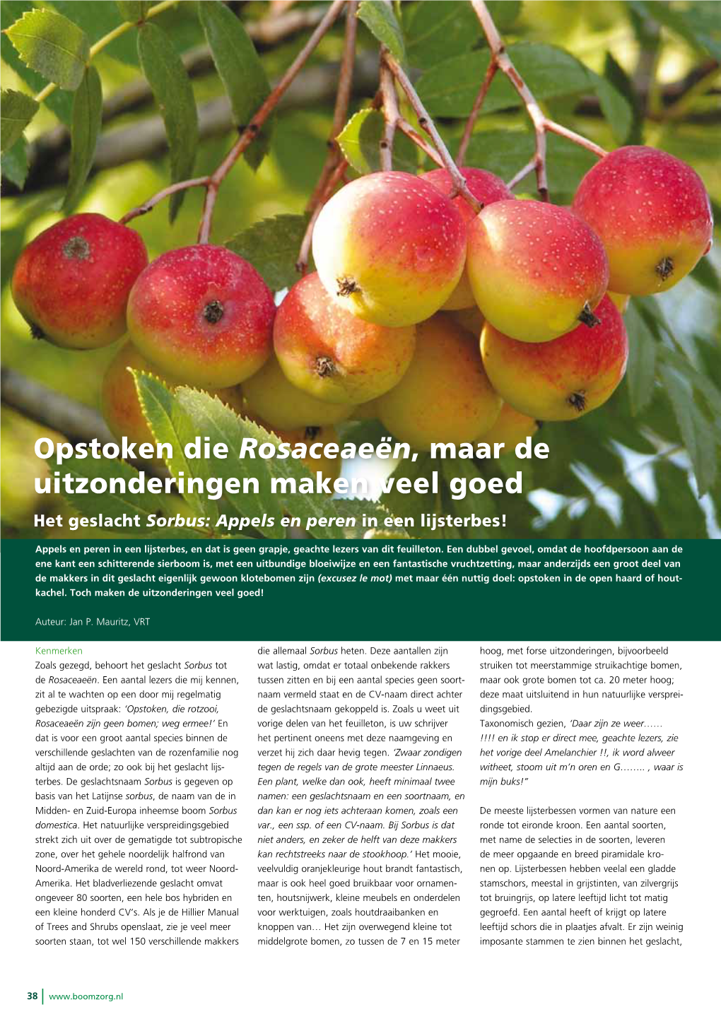 Opstoken Die Rosaceaeën, Maar De Uitzonderingen Maken Veel Goed Het Geslacht Sorbus: Appels En Peren in Een Lijsterbes!