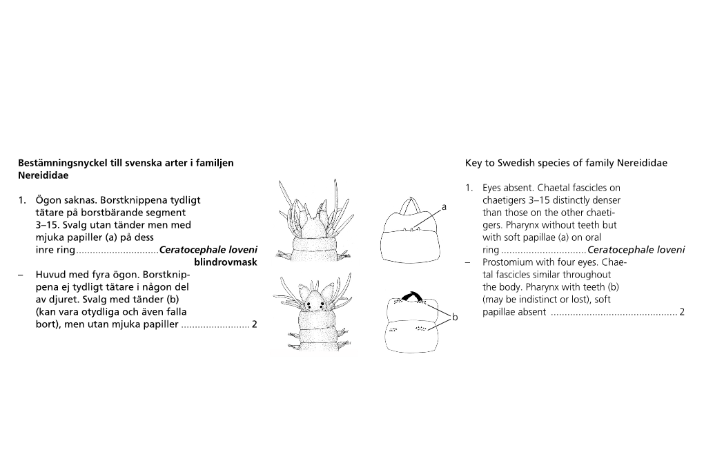 Bestämningsnyckel Till Svenska Arter I Familjen Nereididae 1. Ögon Saknas