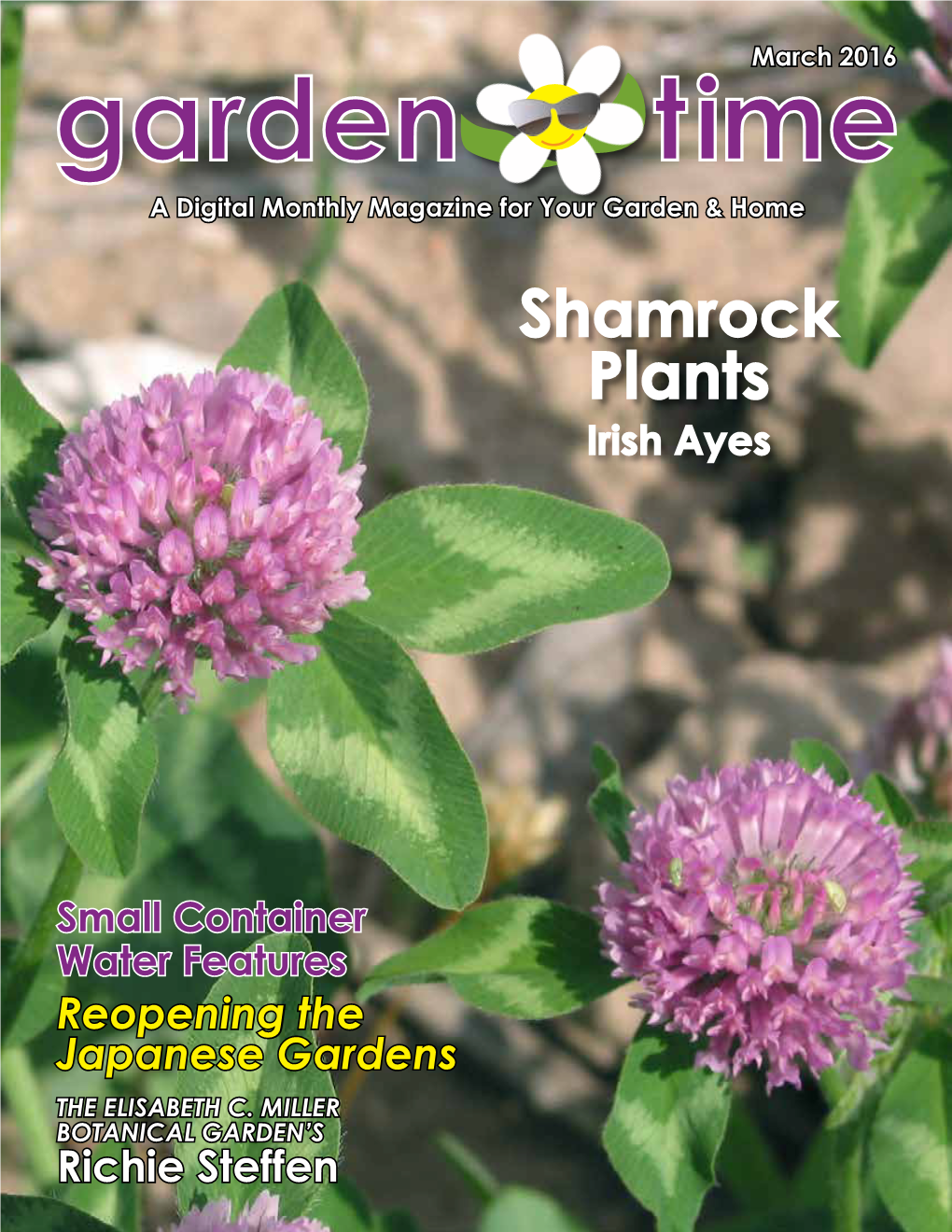 Shamrock Plants Irish Ayes