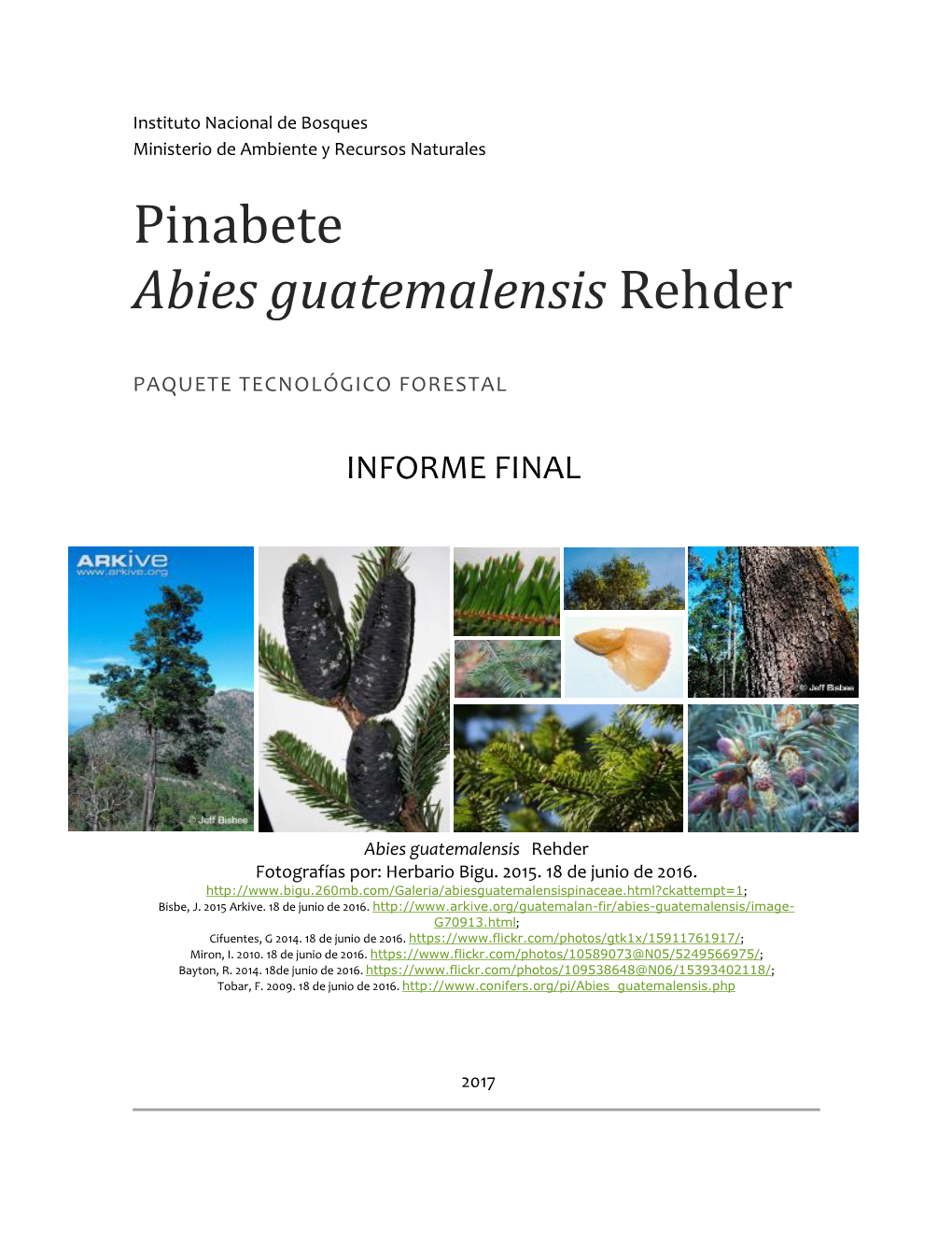 Pinabete (Abies Guatemalensis Rehder)