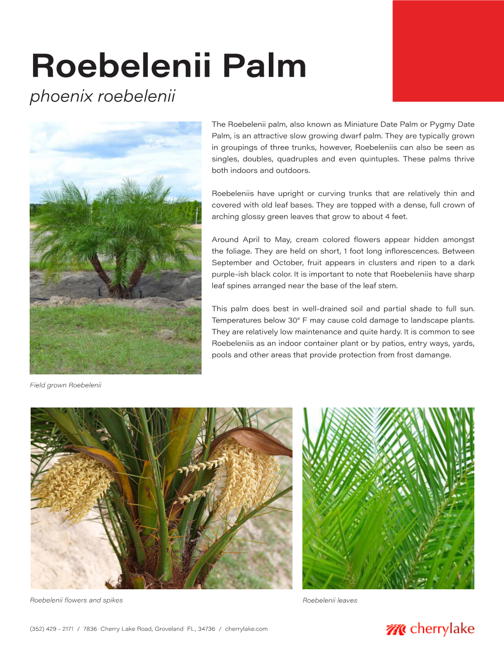 Roebelenii Palm Phoenix Roebelenii